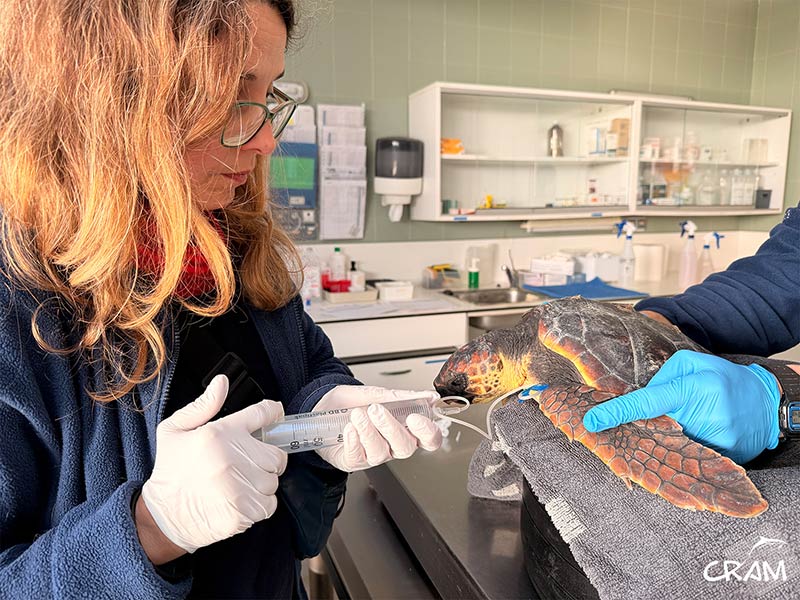 Una de les tortugues ateses a les instal·lacions de la Fundació CRAM. (Foto: Fundació CRAM).