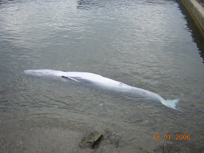 Balena morta al Port de Palamós. Foto: Ports Generalitat