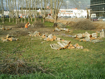 El solar dels arbres enfonsats, aquest matí