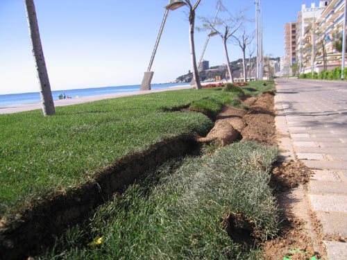 Els desperfectes causats a la gespa del passeig de Sant Antoni