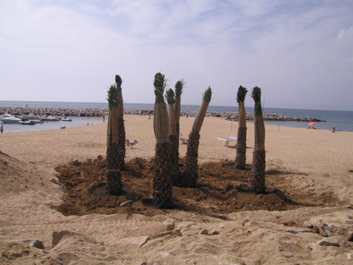Un dels grups de palmeres plantat a la platja de Sant Antoni.