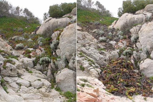 Un espai amb Ungla de gat, abans i després de la neteja.