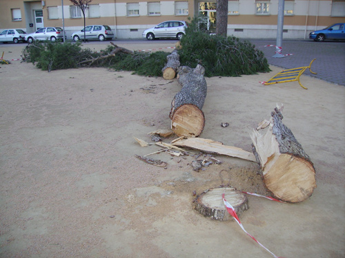 L'arbre que han hagut de tallar a la plaça dels Països Catalans.