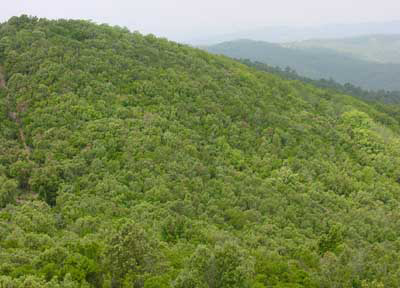 Massa forestal al massís de les Gavarres.