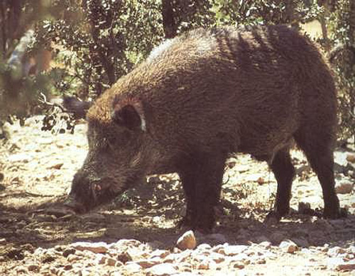 La proliferació de senglars va motivar diumenge una batuda a Palamós.