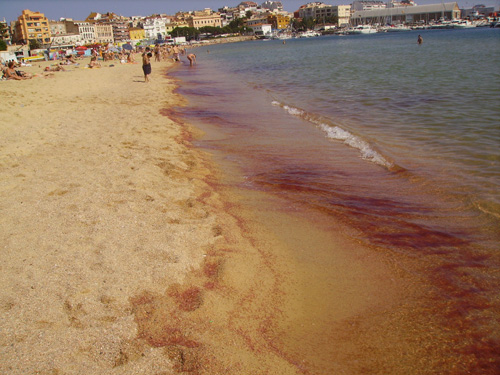 Les taques vermelles formades per milers de cries de gamba, aquesta tarda a la platja   Gran.