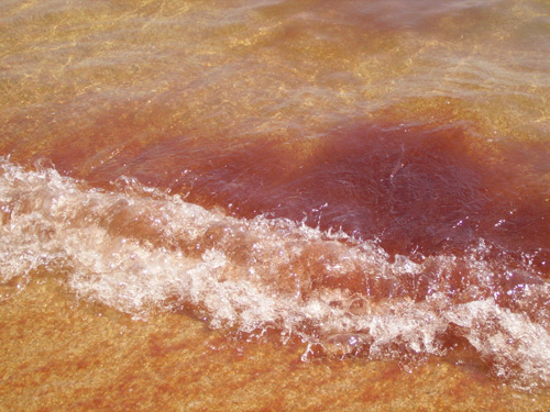 Una de les taques vermelles que hi havia ahir a la platja Gran.