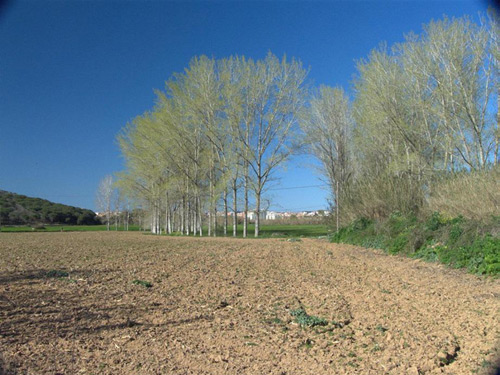 Terrenys agrícoles a la zona de la plana de l'Aubi.