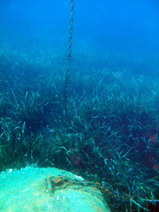 Un mort i la seva cadena enmig d'un bosc de posidònia, al litoral de Begur.