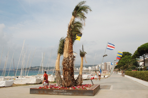 La nova palmera de l'entrada al passeig de Sant Antoni.