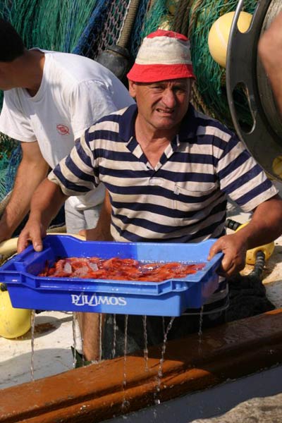 La Confraria de Pescadors vol establir una marca de garantia de la Gamba de Palamós.
