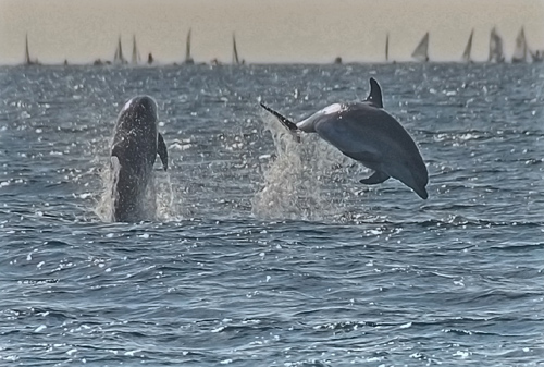 La primera jornada de la Christmas ha comptat amb uns convidats inesperats. (Foto: Alfred Farré)