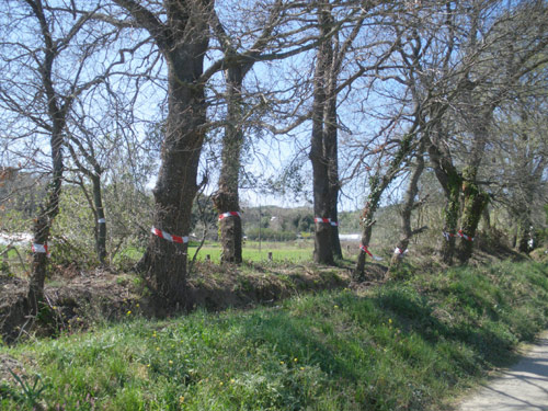 La roureda situada al costat del camí de la Mina.