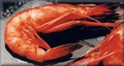 La gamba de Palamós.