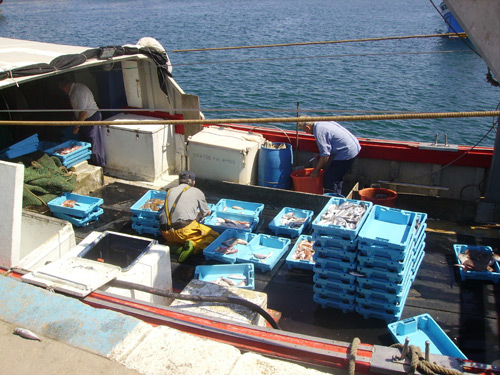 Pescadors treballant al port de Palamós.