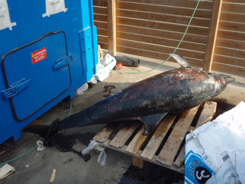 El dofí que van trobar mort ahir.