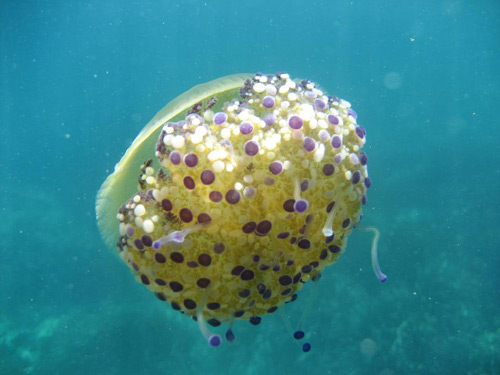 Un exemplar de medusa.