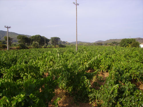 Conreu de vinyes a la nostra comarca.