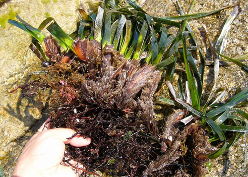 Posidònia arrencada del fons marí.