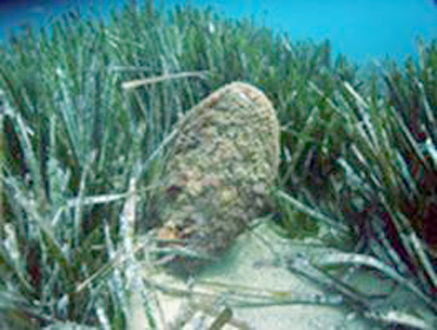 Alguers de posidònia.