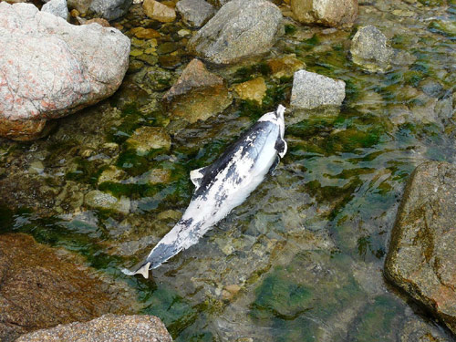 El dofí trobat ahir a la cala Morisca.