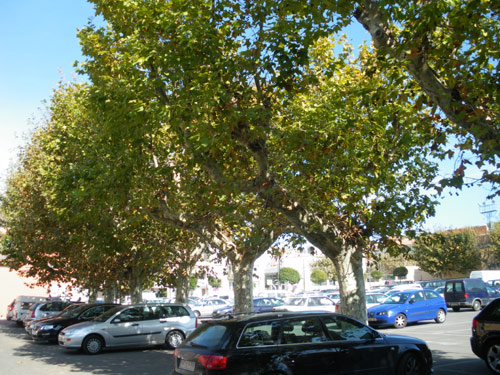 Els arbres de l'aparcament, refugi d'estornells.