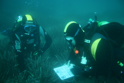 Submarinistes supervisant un prat de posidònia.