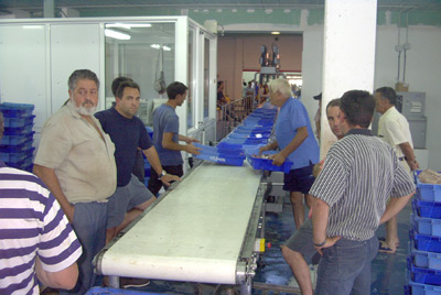 Peix esperant entrar a la subhasta de la llotja de Palamós.