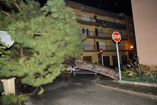 L'arbre caigut, ahir a la nit. (Fotografia cedida per Josep Lois).