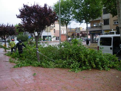 Arbre caigut a l'avinguda de Catalunya, aquest matí.