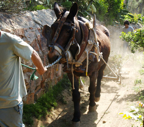 Una de les mules, avui al camí de ronda.