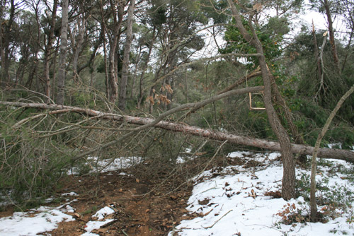 Bosc a la zona de Castell, dies després de la nevada.