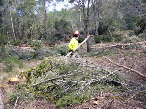Neteja d'una zona forestal.