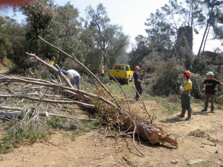 Personal fent neteja de boscos després del temporal de l'hivern passat.