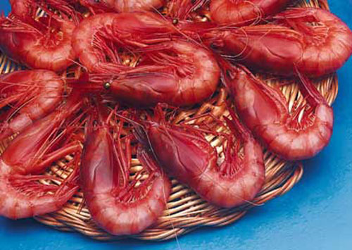 La gamba de Palamós s'exporta als mercats asiàtics.
