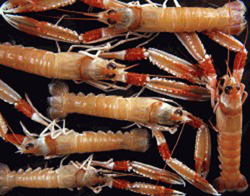 L'escamarlà, gran protagonista d'aquest menú gastronòmic.