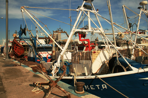 Teranyines al port de Palamós, aquesta darrera setmana.