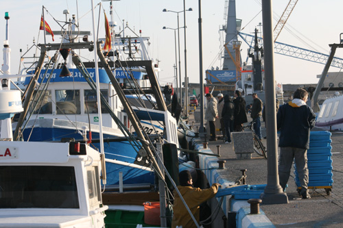 Barques de pesca, aquesta tarda, al moll de Palamós.