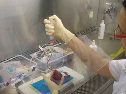 De cada donació de sang, al laboratori s'obtenen diferents derivats.
