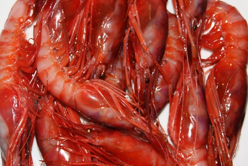 La gamba, el bé més preuat dels pescadors de Palamós.