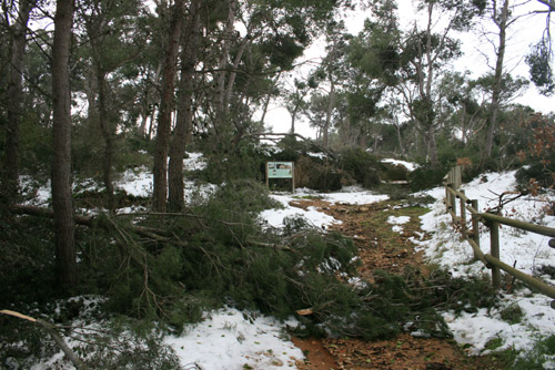 El temporal de neu de març de 2010 va malmetre moltes hectàrees de bosc.