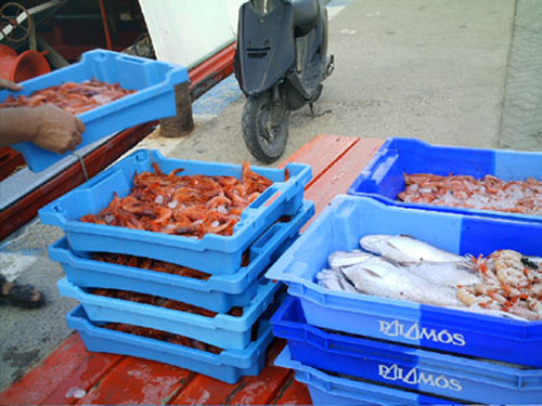 Gamba i peix acabats d'arribar al port de Palamós.