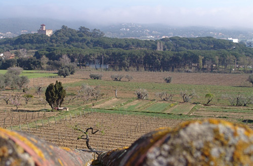 Vinyes al municipi de Calonge.