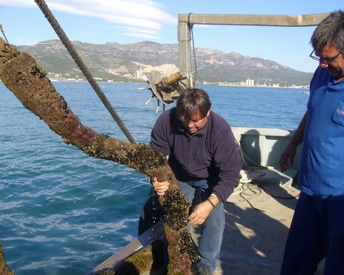 Pescadors als Alfacs. (Foto: El Punt).