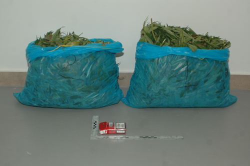 Les dues bosses de marihuana intervingudes per la Policia Local de Palamós.