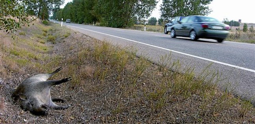 Un senglar en el marge d'una carretera. (Foto: El Periódico).