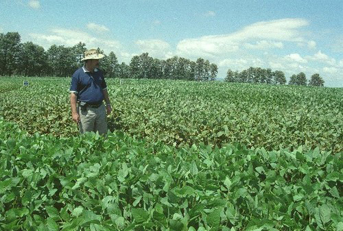 Agricultura extensiva al servei de la indústria alimentària, un dels elements de debat del documental.