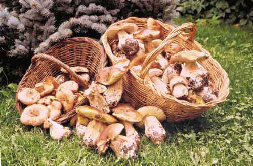 Amb les pluges han tornat els bolets.