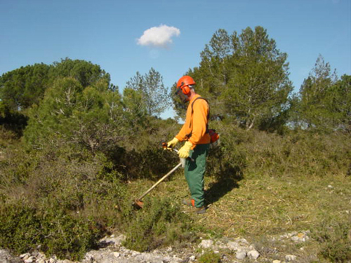 El Consell crearà una brigada forestal amb desocupats.