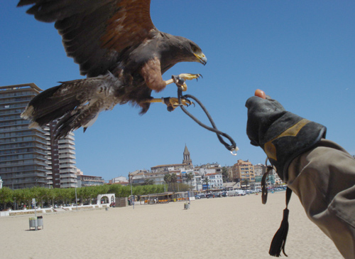 Les aus rapinyaires a la platja Gran de Palamós.